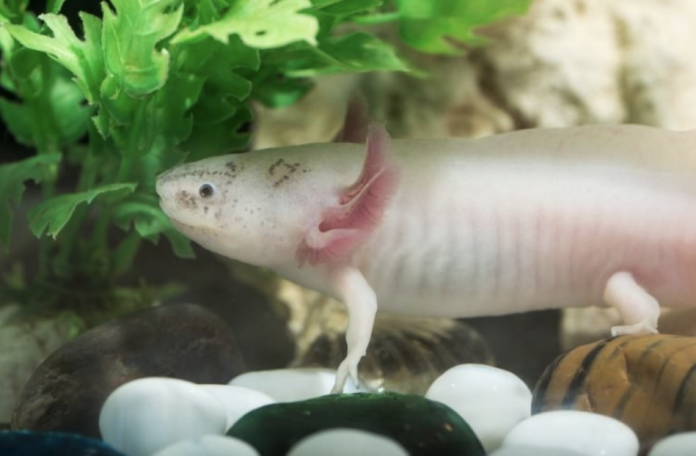 Albino Axolotl - Allt sem þú þarft að vita