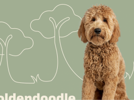 Długość życia Goldendoodle - jak długo żyje pies Goldendoodle?