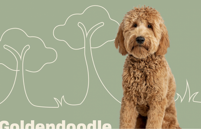 Goldendoodle Lifespan - How Long Does a Goldendoodle Dog Live For?