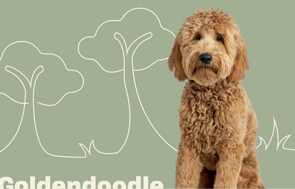 Goldendoodle Lifespan - How Long Does A Goldendoodle Dog Live For? | 2023