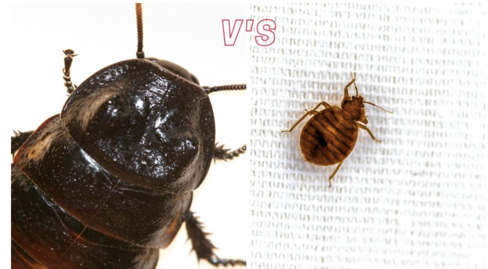 The differences between Cockroaches Vs Water Bugs