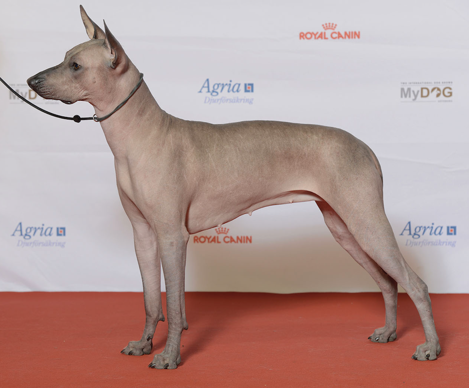 Xoloitzcuintli dog breed