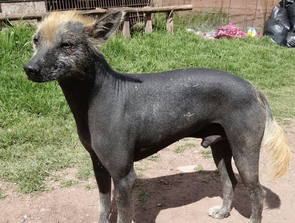 Inca Orca sighthound