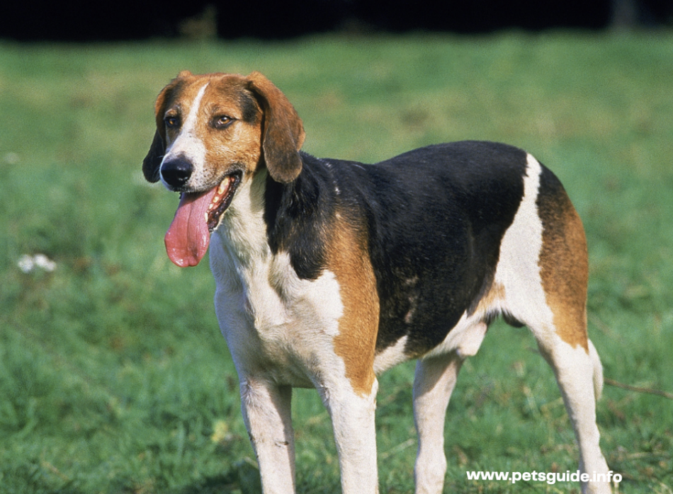 English foxhound