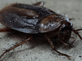 Cockroach Poop - Everything You Need to Know