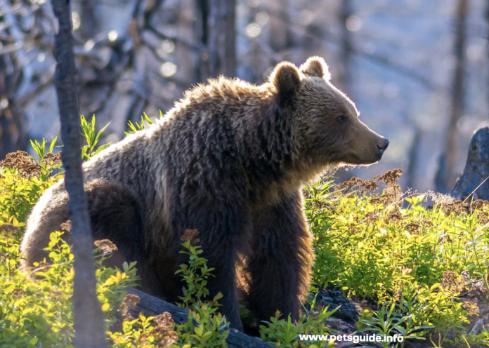 Grizzly Bears - Everything You Need to Know