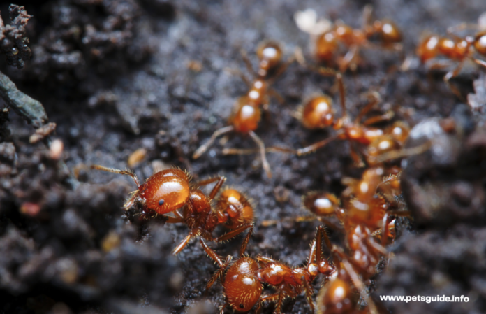 How To Start A Pet Ants Colony In Your Backyard