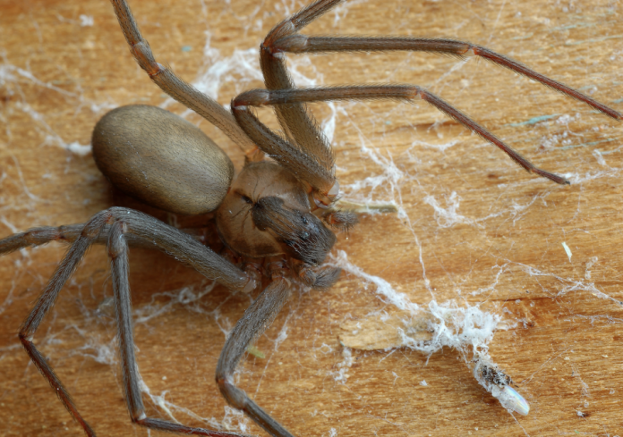 Brown Recluse Spider Bite - Everything you need to know 