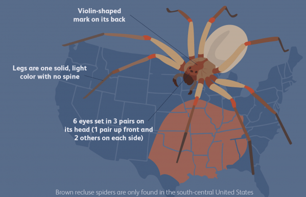 Brown Brown Recluse Spider diagram Spider