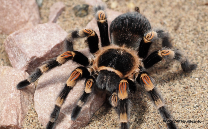 Top 5 Most Deadly Spiders In Australia in 2022