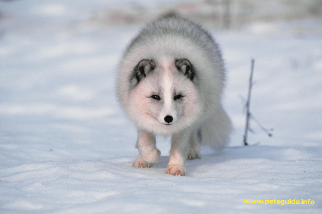 The Arctic fox