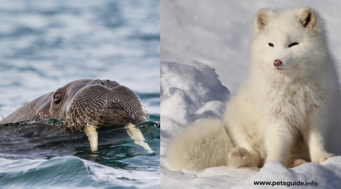 List of Animals of the Arctic - Everything You Need to Know
