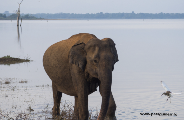How Long Is Elephant Pregnancy? - Everything You Need To Know