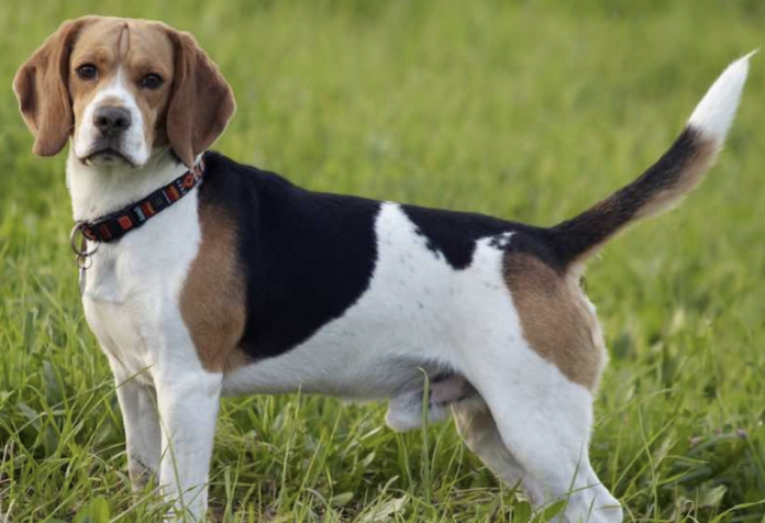 Hounds dogs are intelligent