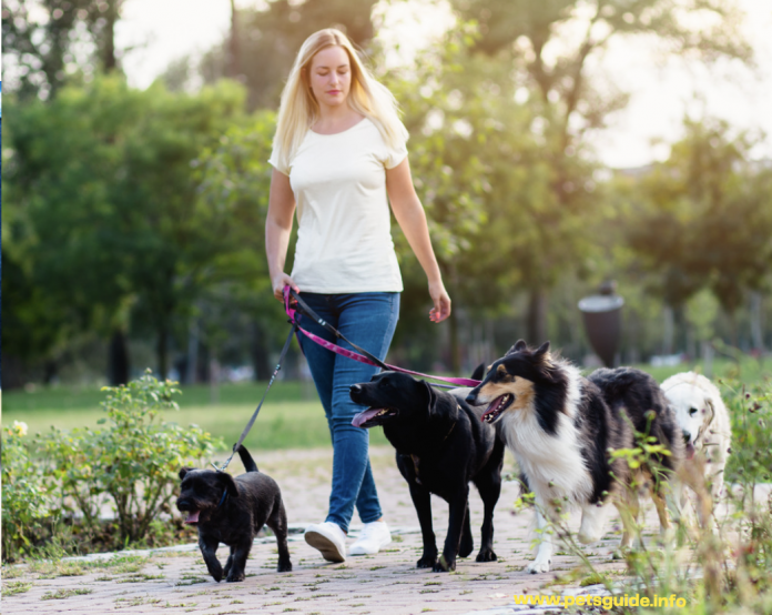 Dog Walking Services - 11 Tips to know when hiring a dog walker