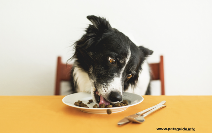 Best Dog Food for Your Dog