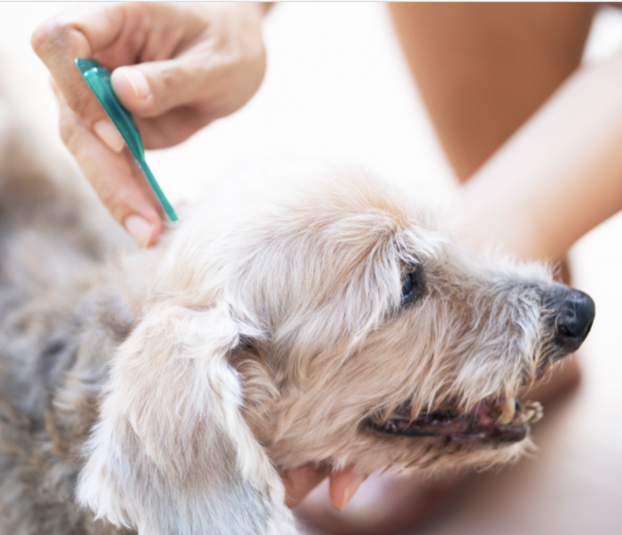 How to Remove Ticks From Dogs - The Ultimate Guide