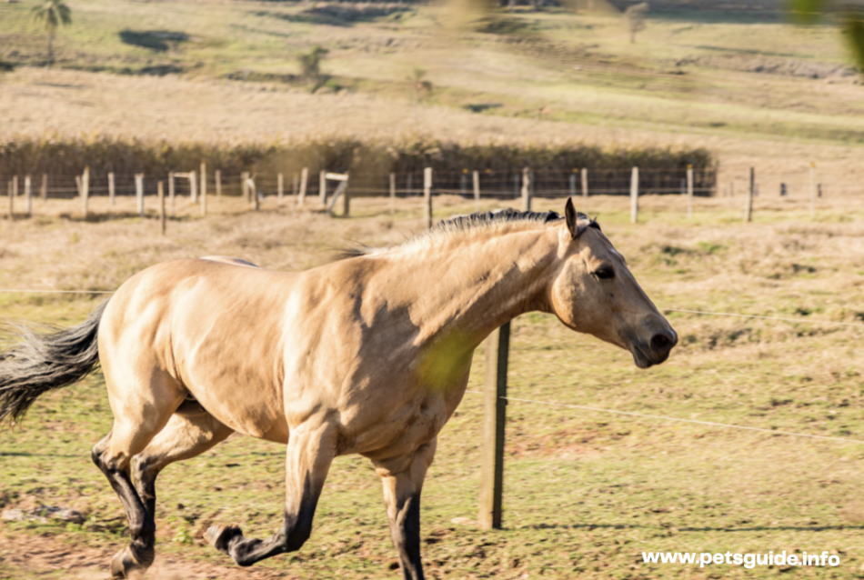 American Quarter Horse