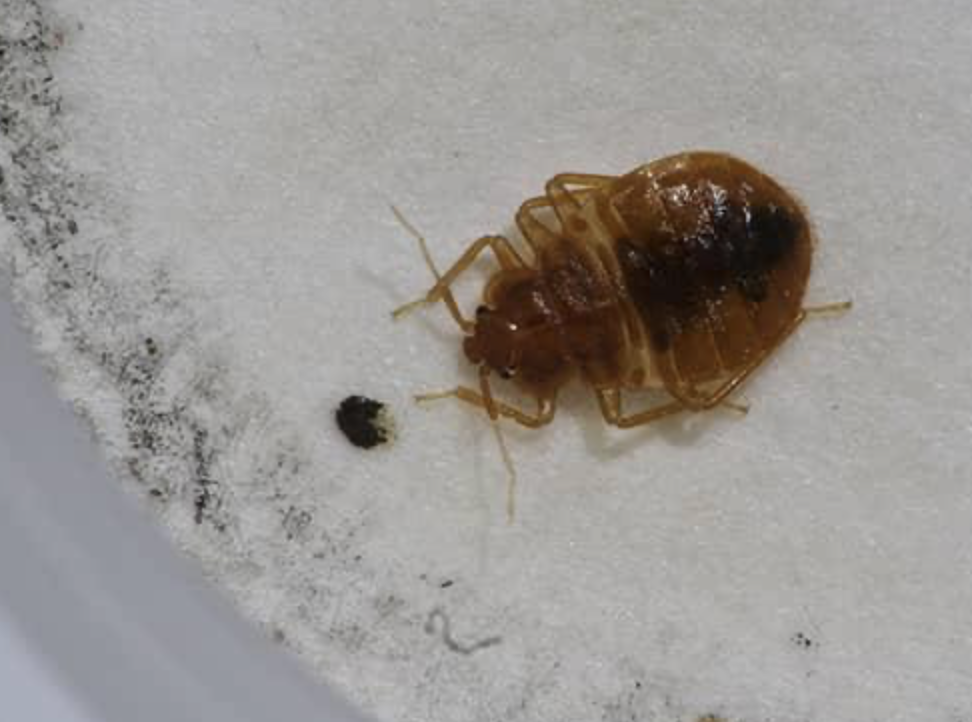  Are Bedbugs Black?