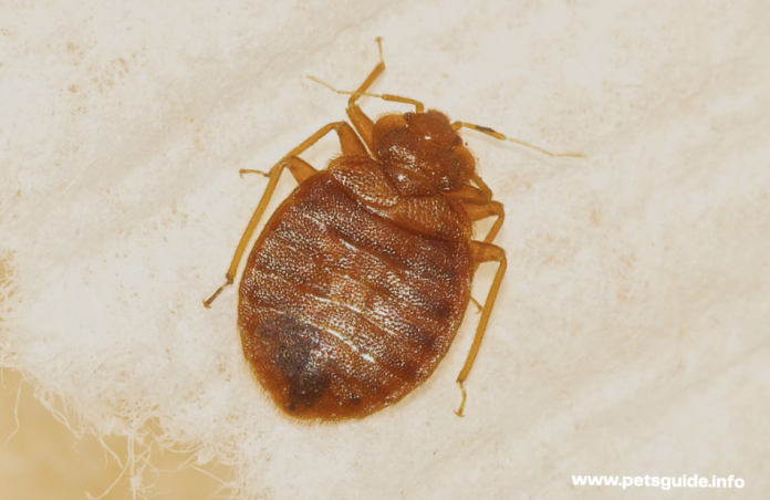 Are Bedbugs Black? - Everything You Need to Know