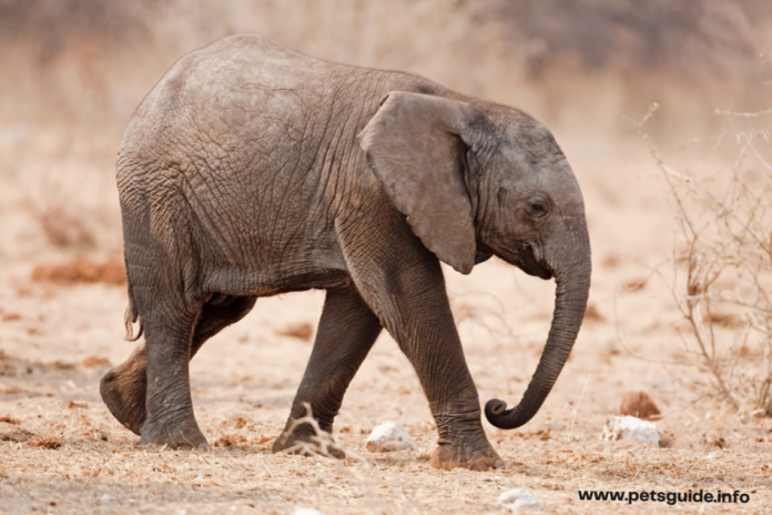 Everything You Need to Know About Raising Baby Elephants