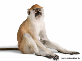 Wszystko, co musisz wiedzieć o trzymaniu małpy jako zwierzaka