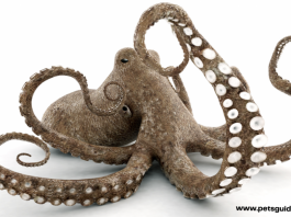 Kodi Octopus Imakhala Ndi Mitima Yanji?