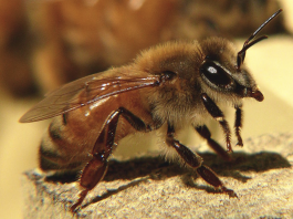 Kodi Bumble Bees Iluma Bwanji? (Zizindikiro + Chithandizo)
