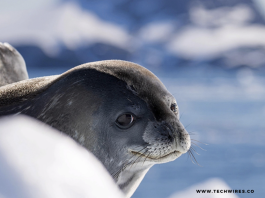 Leopard Seals — drapieżniki wierzchołków z Antarktyki?
