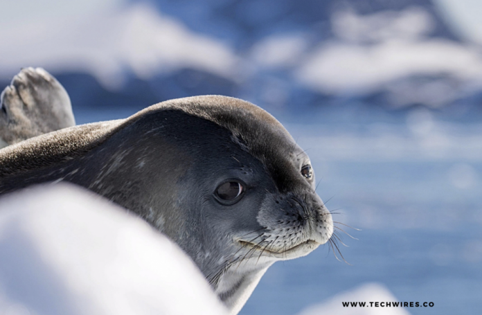 Leopard Seals - Generalist Apex Predators of the Antarctic