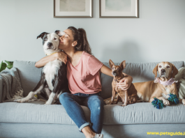 Everything You Need to Know About Starting a Doggie Daycare Business