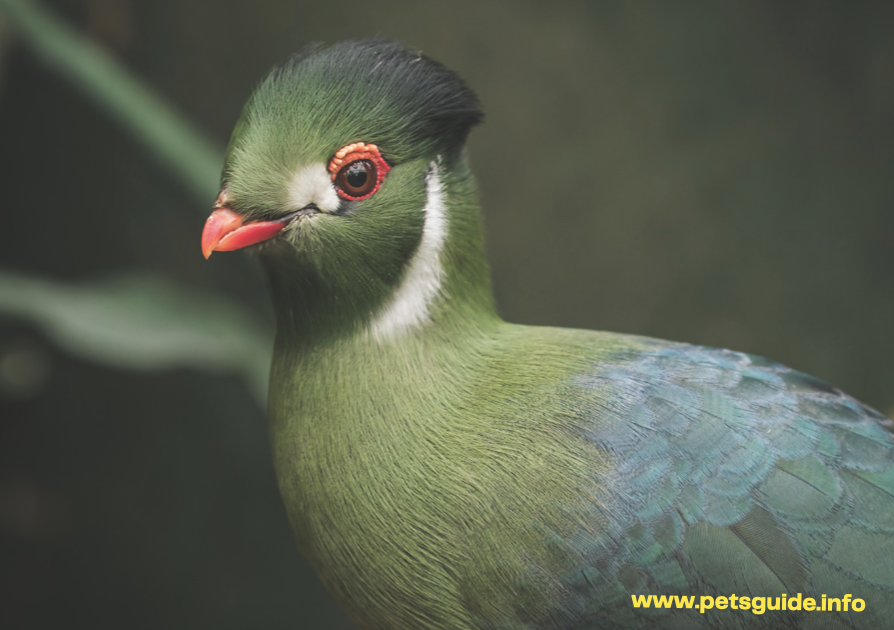 Turacos bird