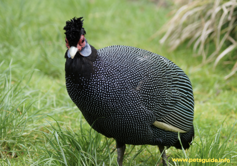 Numididae bird