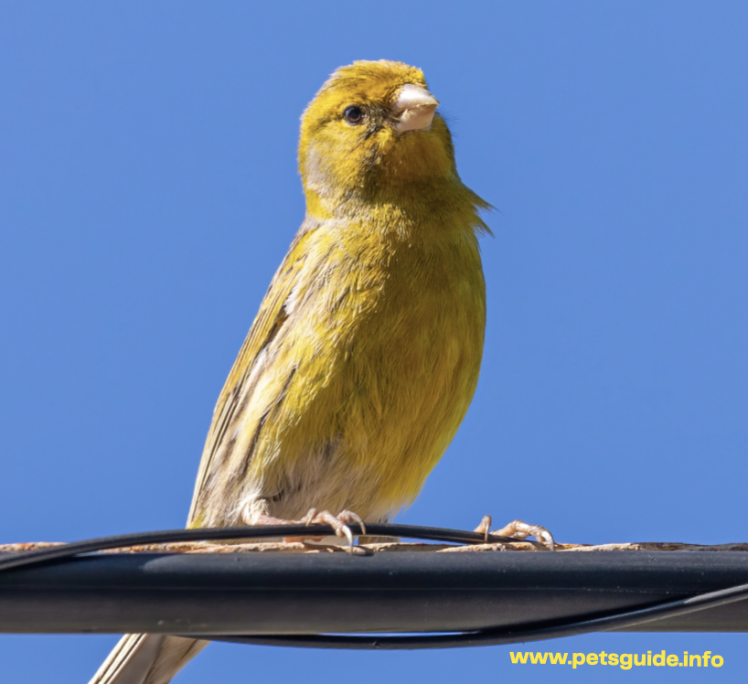 Regulidae Bird