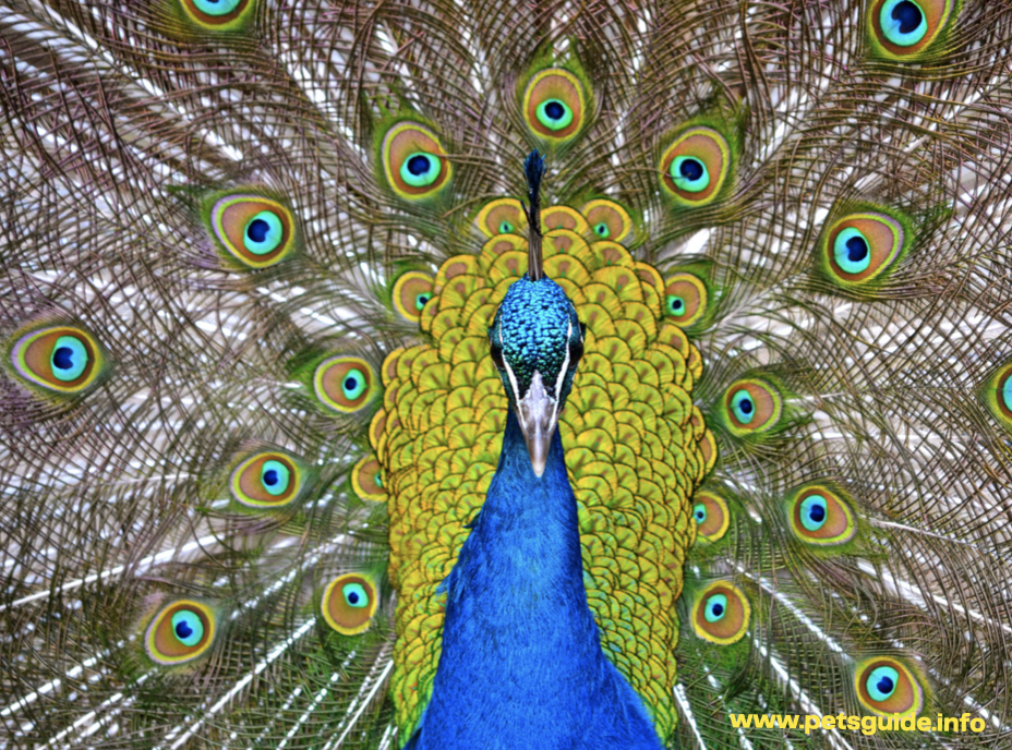 Peafowl