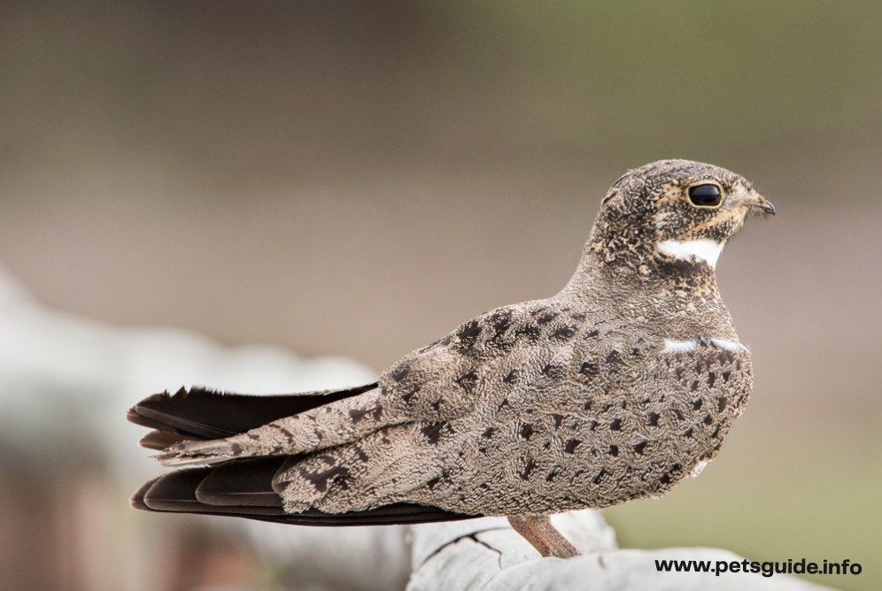 Nightjars Bird