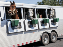 How To Keep Your Horse Safe While Towing
