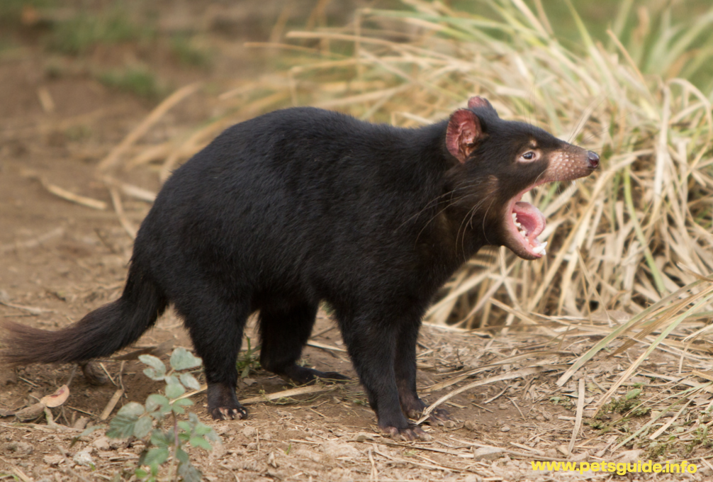 Tasmanian devils