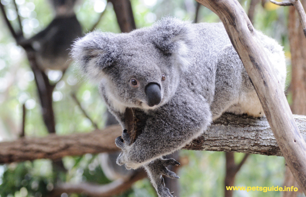 Koalas