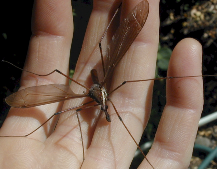 Why a Mosquito Hawk Isn't a Mosquito