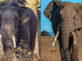 Słoń afrykański kontra słoń azjatycki