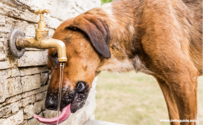 Why Are Some Dogs Always Thirsty?