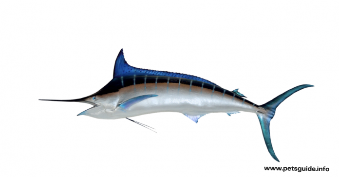 is Swordfish a Carnivore? 3 Facts You Need to Know