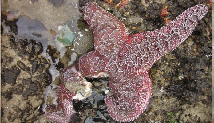 Starfish - 5 Facts You Need To Know About