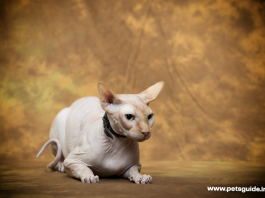 9 faktów, które musisz wiedzieć o zdrowiu kota Sfinksa