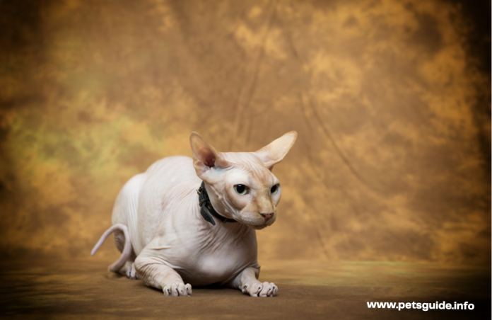9 Facts You Need to Know About Sphynx Cat Health
