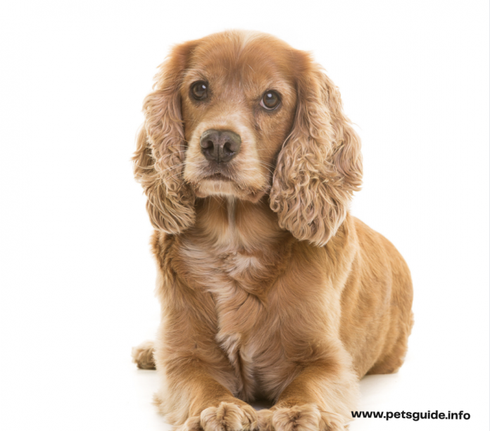 Cocker Spaniels - 5 Things You Need to Know