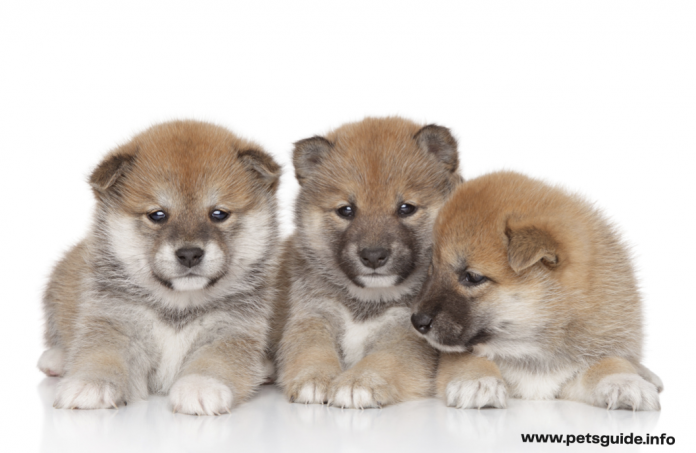 Shiba Inu Puppy