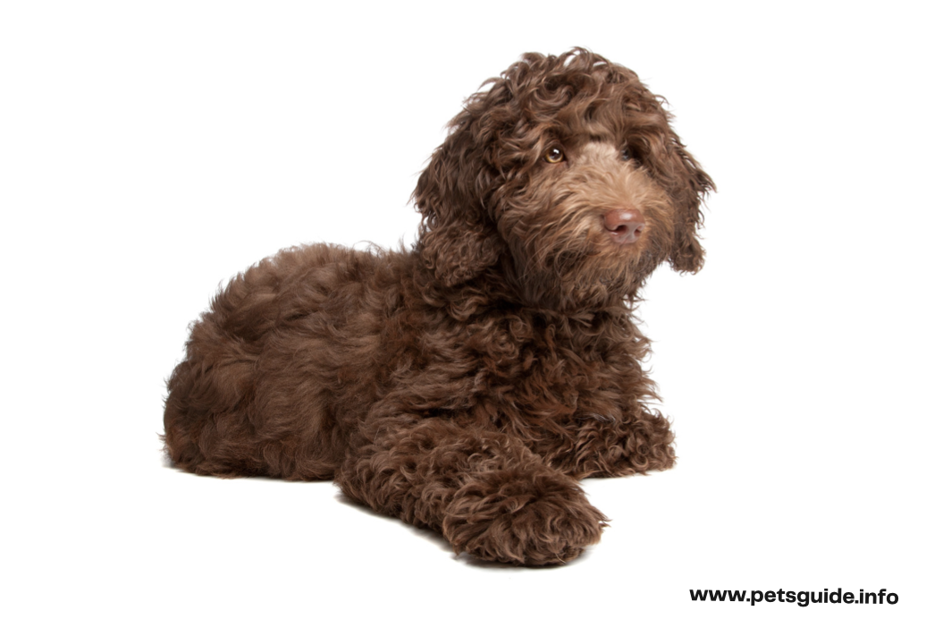 Costs of Owning a Labradoodle