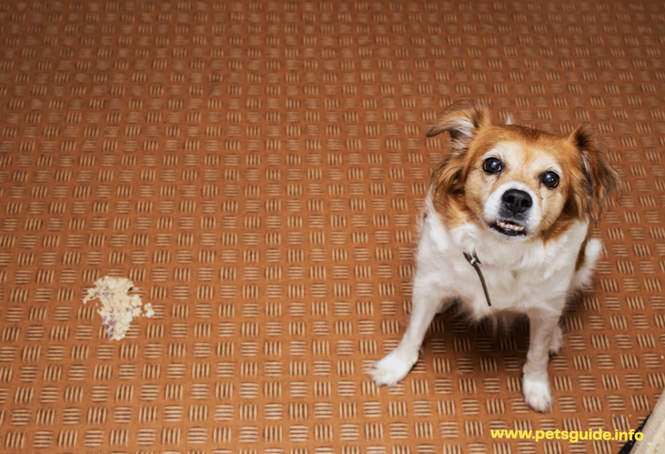 Why My Dog Vomited – 5 Things You Need to Know (+ Symptoms)